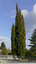 Cyprès d'Italie