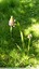 Orchis pyramidal