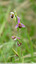 Ophrys abeille