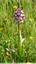 Orchis pourpre