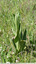 Orchis bouc