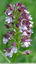 Orchis pourpre
