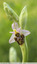 Orchidée bécasse