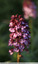 Orchidée pourpres