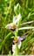 Orchis abeille