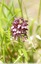 Orchis pourpre