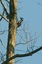 Pic épeiche (Dendrocopos major)
