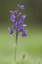 Orchis bouffon (Anacamptis morio)