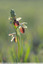 Ophrys de mars