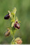Ophrys