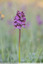 Orchis pourpre