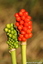 Arum d'Italie
