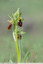 Les premièrs ophrys de l'année
