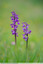 Orchis morio