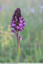 Orchis pourpre