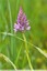Orchis pyramidal