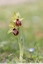 Ophrys de mars