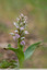 Orchis lacté