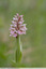 Orchis lacté