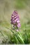 Orchis pourpre