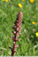 Orobanche