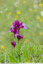 Orchis papillon
