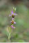 Ophrys abeille