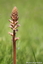 Orobanche