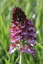 Orchis pourpre