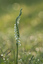 Spiranthes