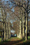 Allée de platanes