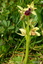 Ophrys de mars