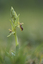 Ophrys petite araignée