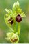 Ophrys de mars