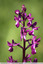 Orchis à fleurs lâches