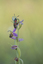 Ophrys apifera et zygène de la filipendule
