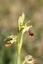 Ophrys araignée