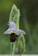 Orchidée bécasse