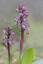Orchis géant