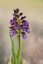 Orchis pourpre