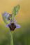 Ophrys bécasse