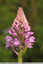 Orchidée pyramidale
