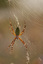 Argiope frelon