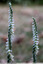 Spiranthes au jardin