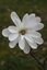 Magnolia stellata