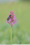 Anacamptis pyramidalis