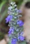 Bugle rampant (Ajuga reptans)