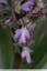 Orchis géant