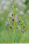 Ophrys