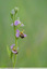 Ophrys apifera